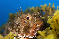 A serious fish by Victor Amor 